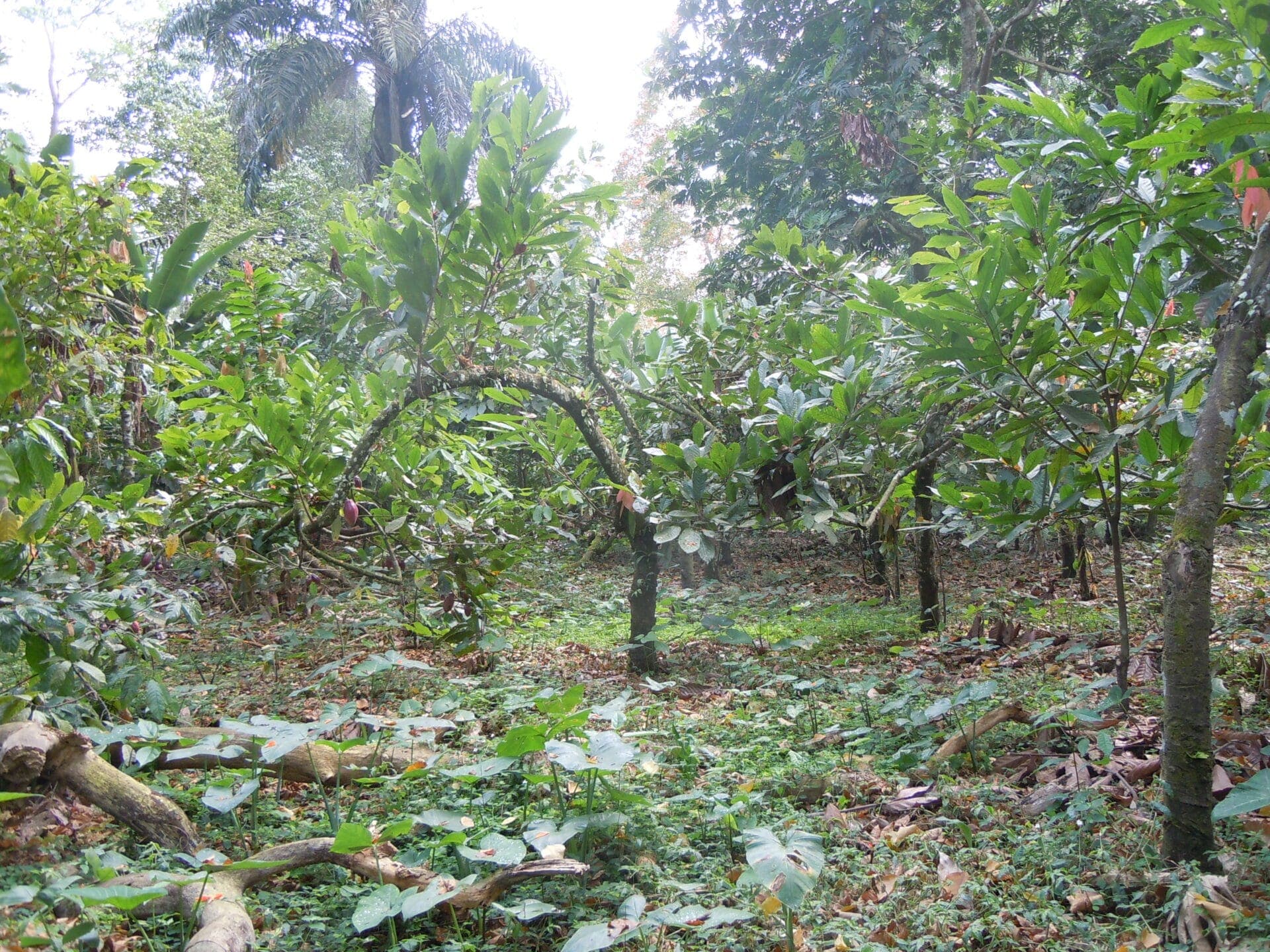 Une cacaoyère de São Tomé, sous le couvert de la forêt